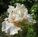 0_2361e_c3fe091_XL.jpg