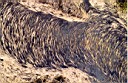 Scan0019.JPG